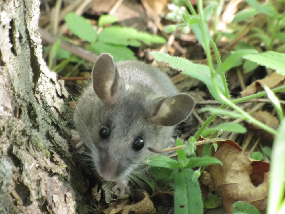 A deer mouse with a brown back, white belly and white feet