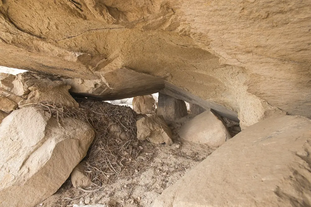 A pack rat midden of sticks and debris tucked under desert boulders