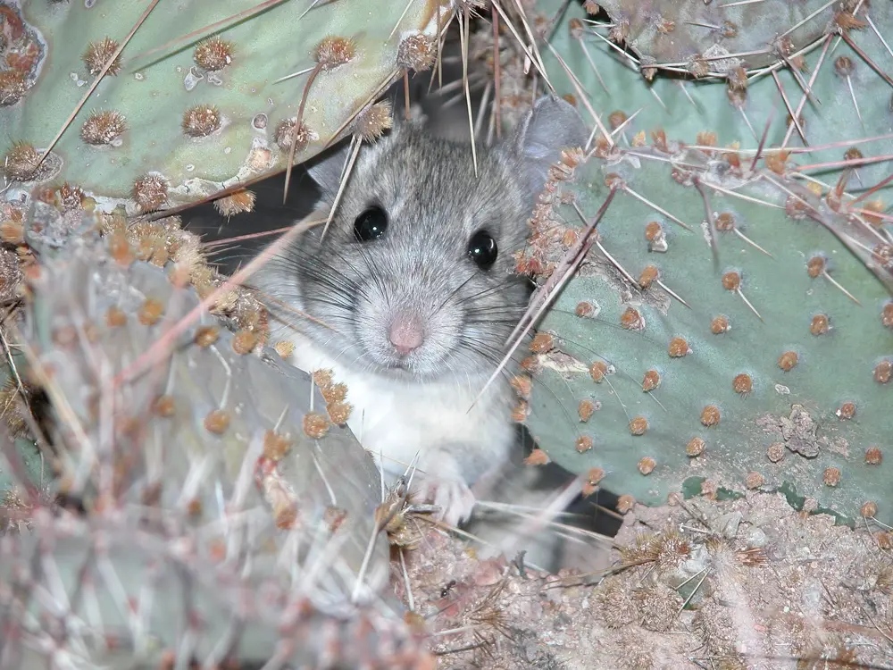 A white-throated woodrat, the pack rat most Tucson homeowners run into