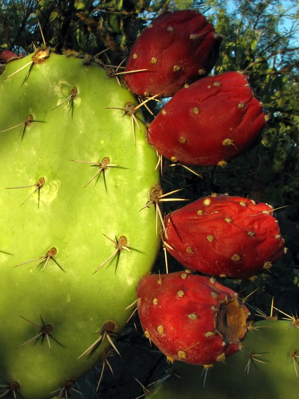 Prickly pear pads and fruit, a favorite pack rat hideout around Tucson